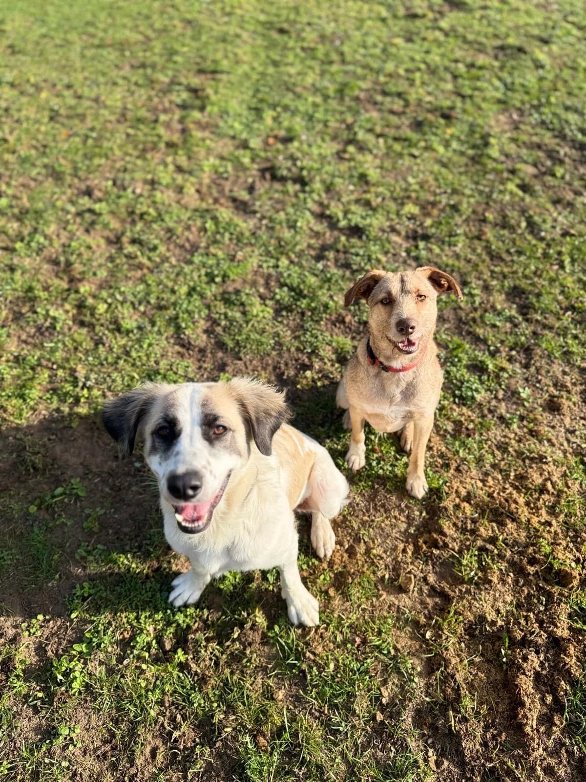 Siem, male young Mixed Breed for adoption at Stichting Het Huis van de Dieren