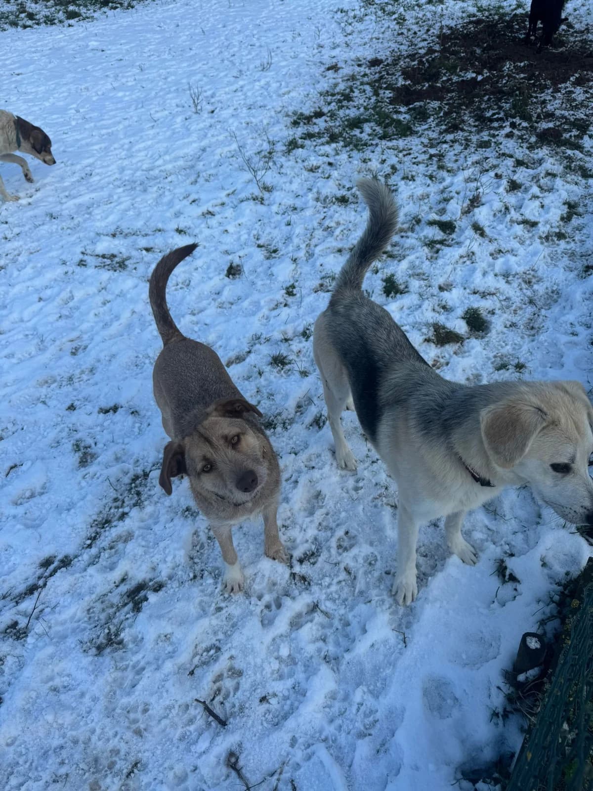 Miso, male 3yo Mixed Breed for adoption at Stichting Het Huis van de Dieren