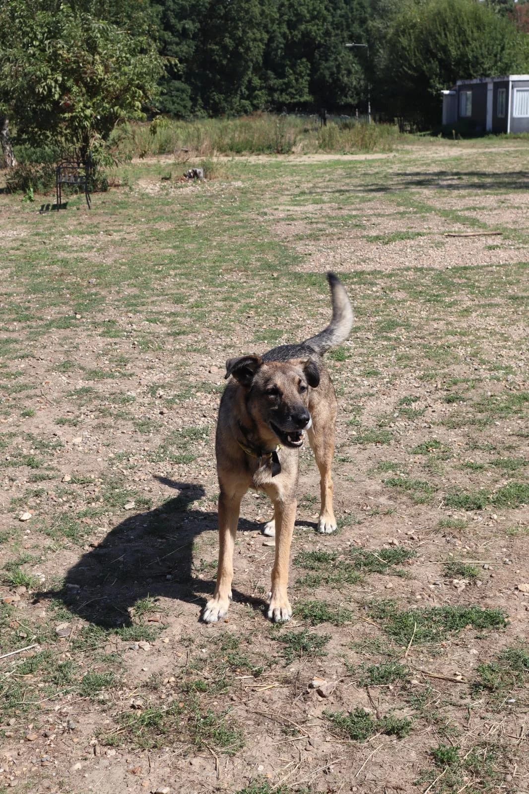 Olli, male mixed breed for adoption at Stichting Het Huis van de Dieren