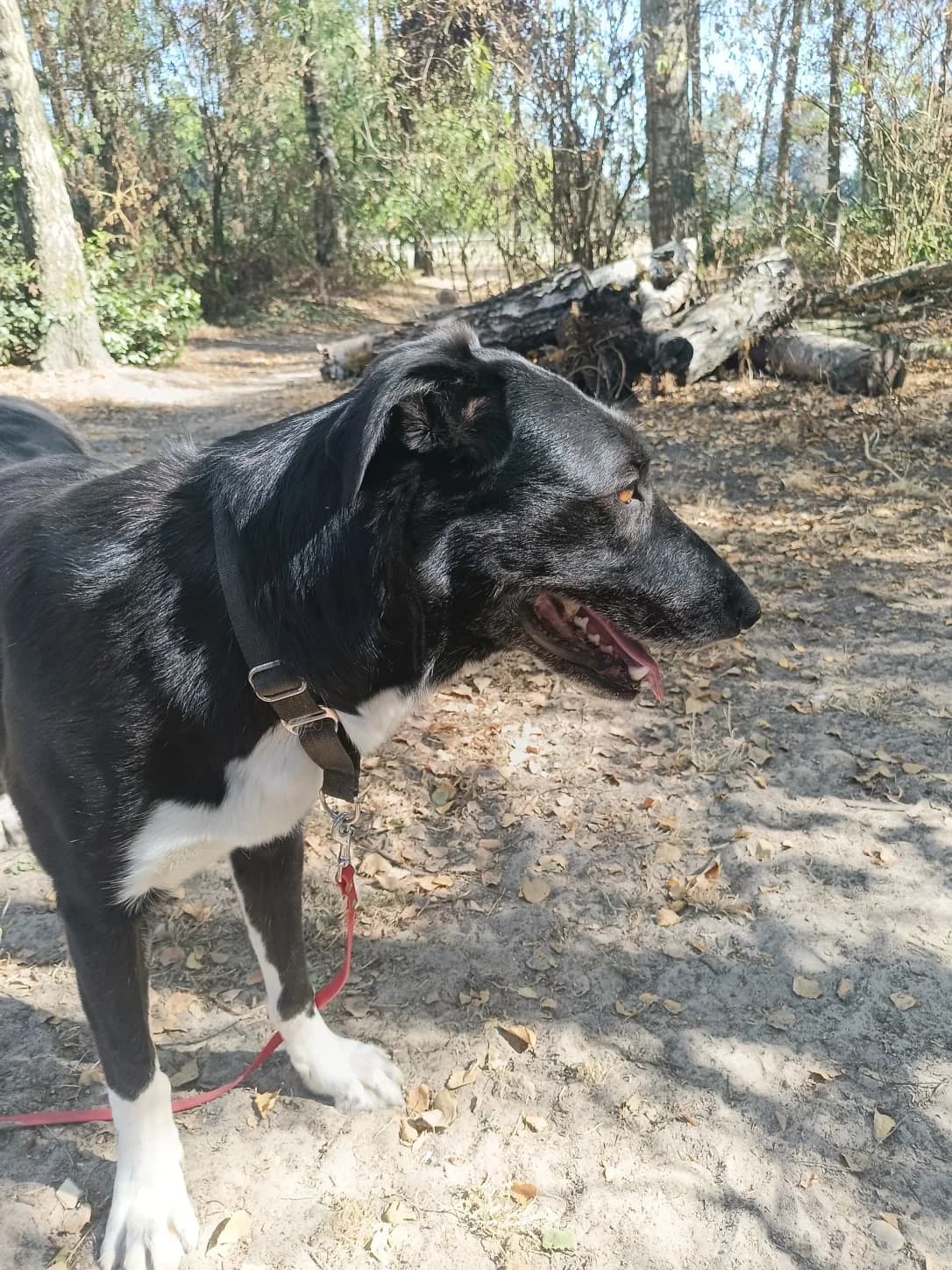 Emma, female mixed breed for adoption at Stichting Het Huis van de Dieren