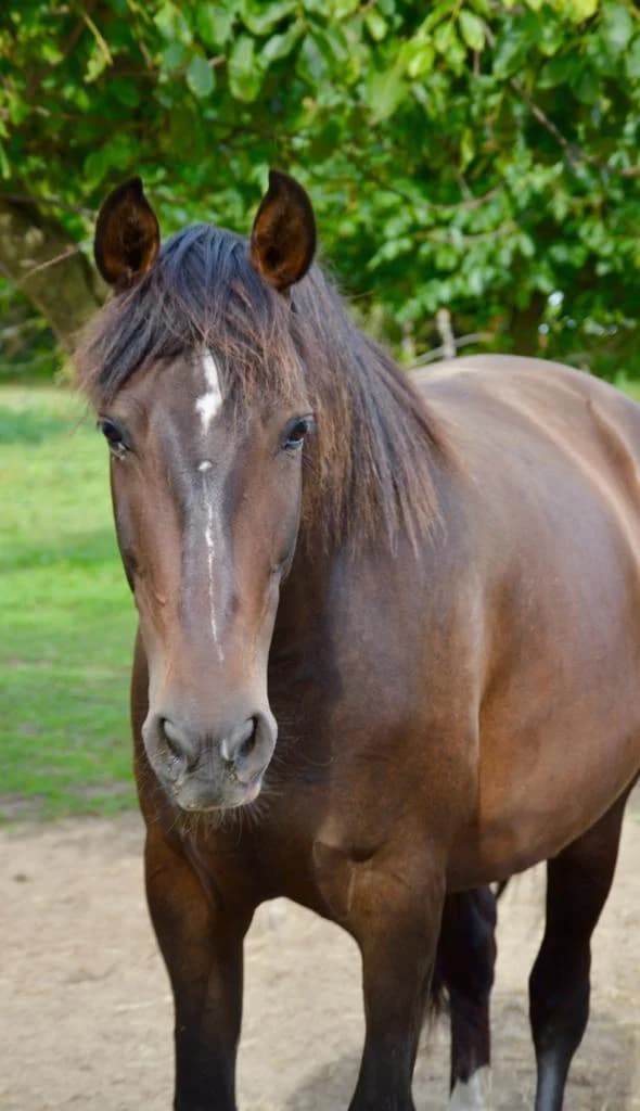Ama, senior Mixed Breed for adoption at Stichting Het Huis van de Dieren