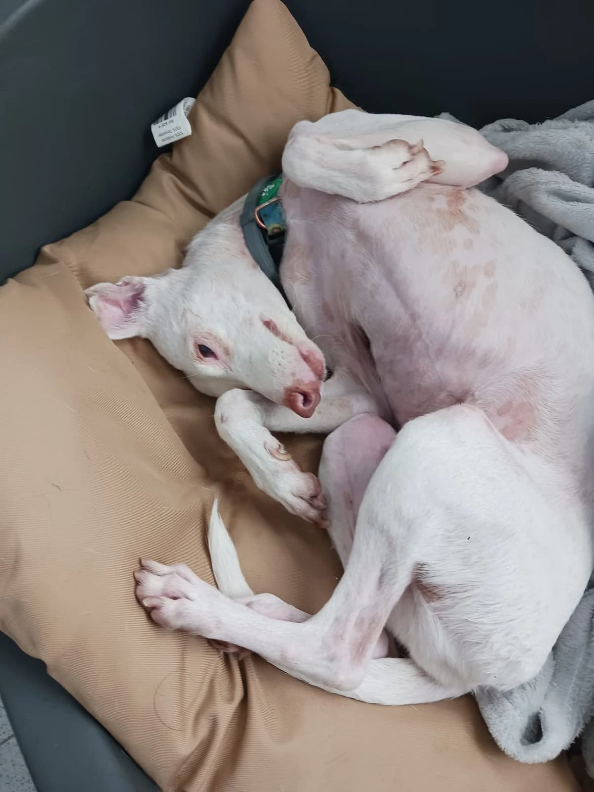 Vigia, male Podenco for adoption at Stichting Hobodogs