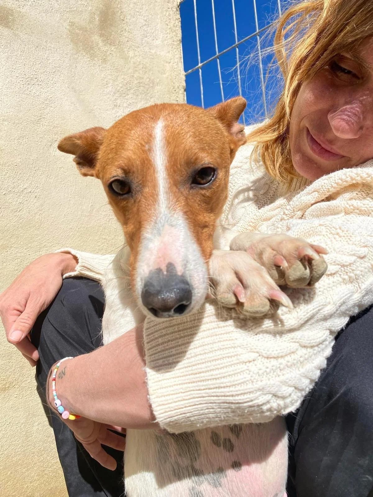 Naomi, 3yo Podenco for adoption at Stichting Hobodogs
