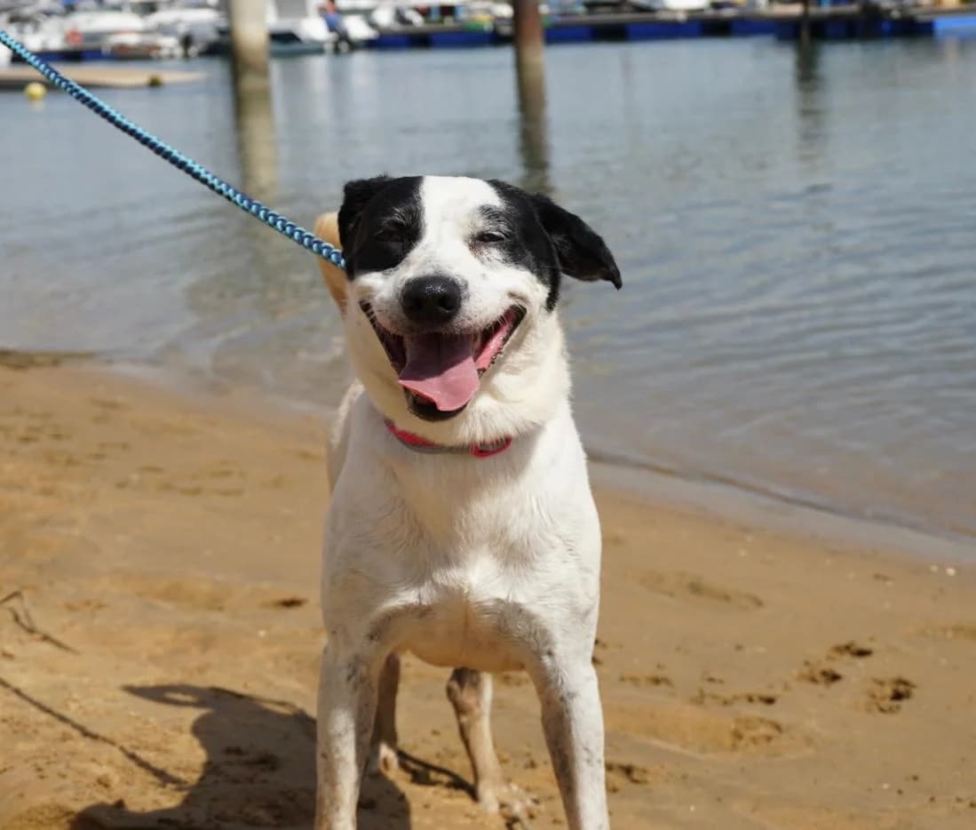 Litri, male senior Mixed Breed for adoption at Stichting Hobodogs