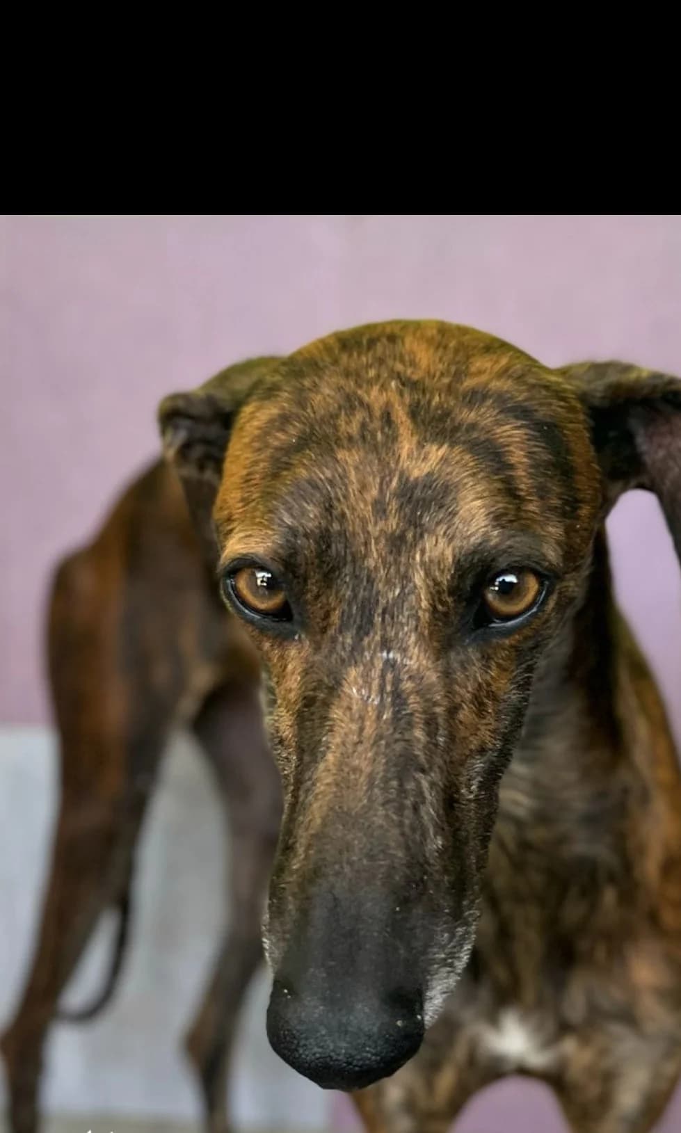 Salvia, female Galgo Español for adoption at Stichting Hobodogs