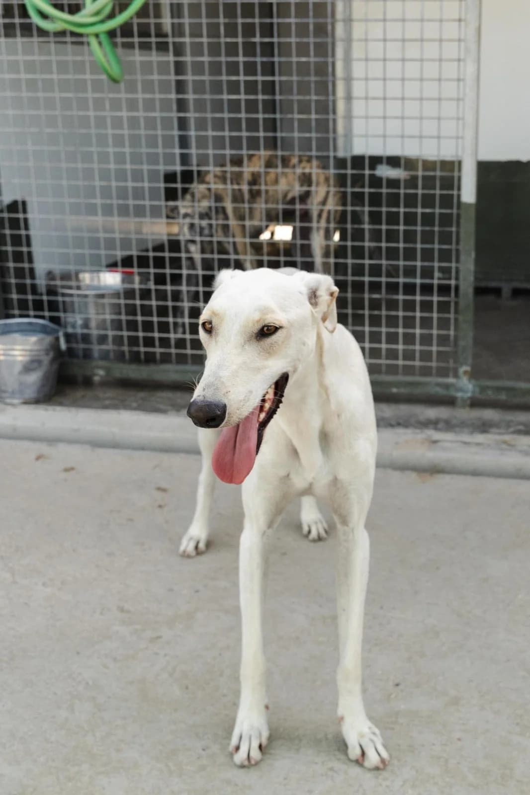Dixon, male Galgo Español for adoption at Stichting Hobodogs