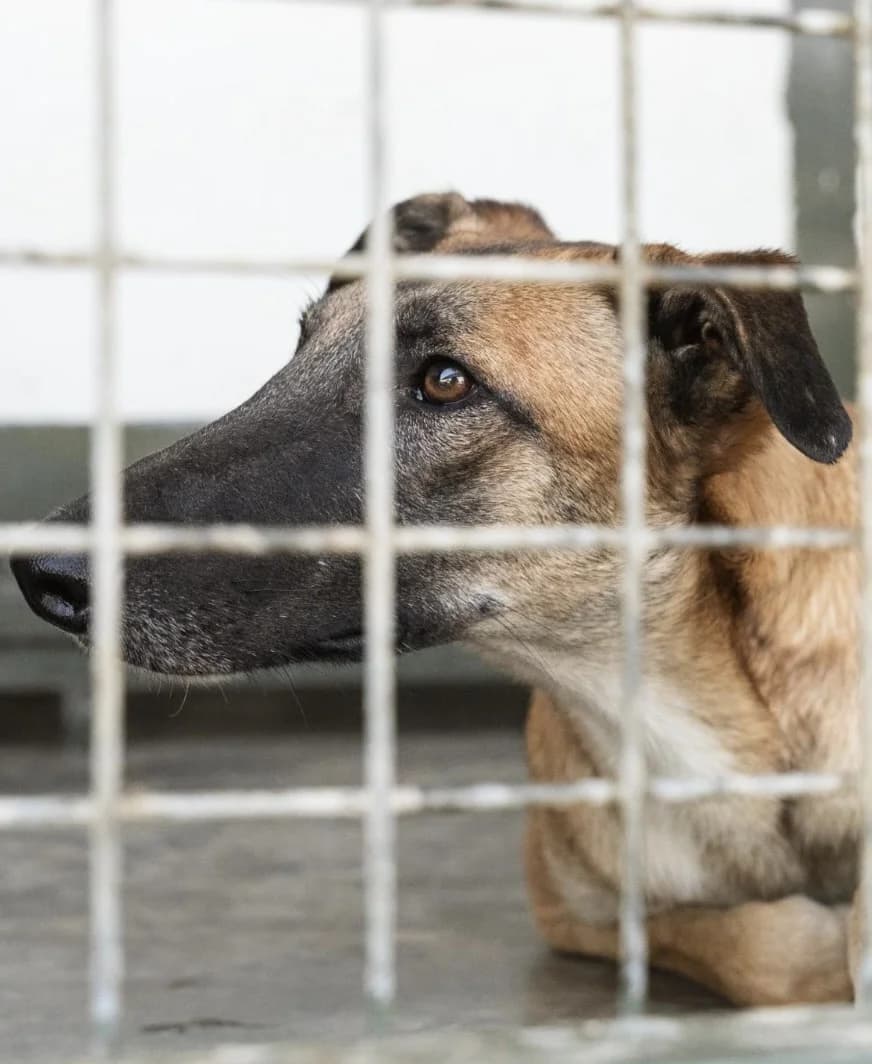 Lenny, male Galgo Español for adoption at Stichting Hobodogs