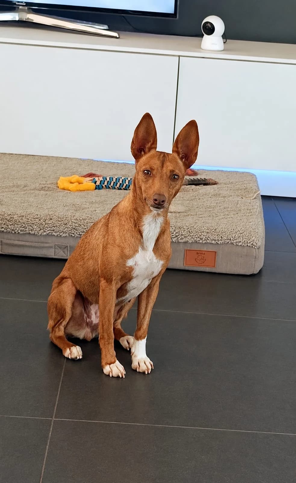 Suggy, female Podenco for adoption at Stichting Hobodogs