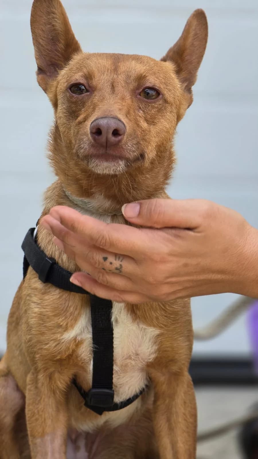Suggy, female Podenco for adoption at Stichting Hobodogs