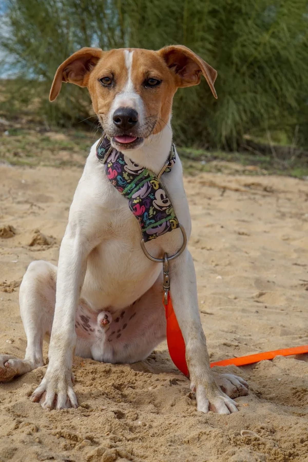 Pugsley, male Mixed Breed for adoption at Stichting Hobodogs