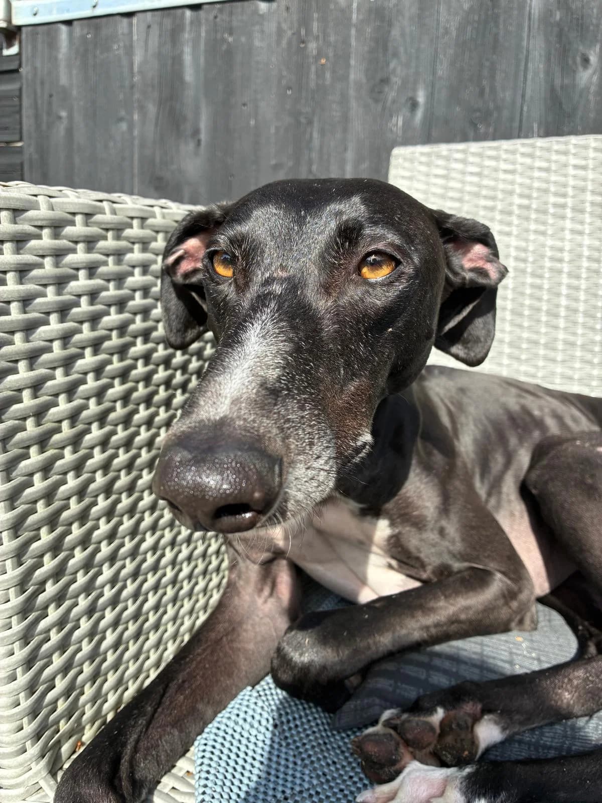 Tibet, male Galgo Español for adoption at Stichting Hobodogs