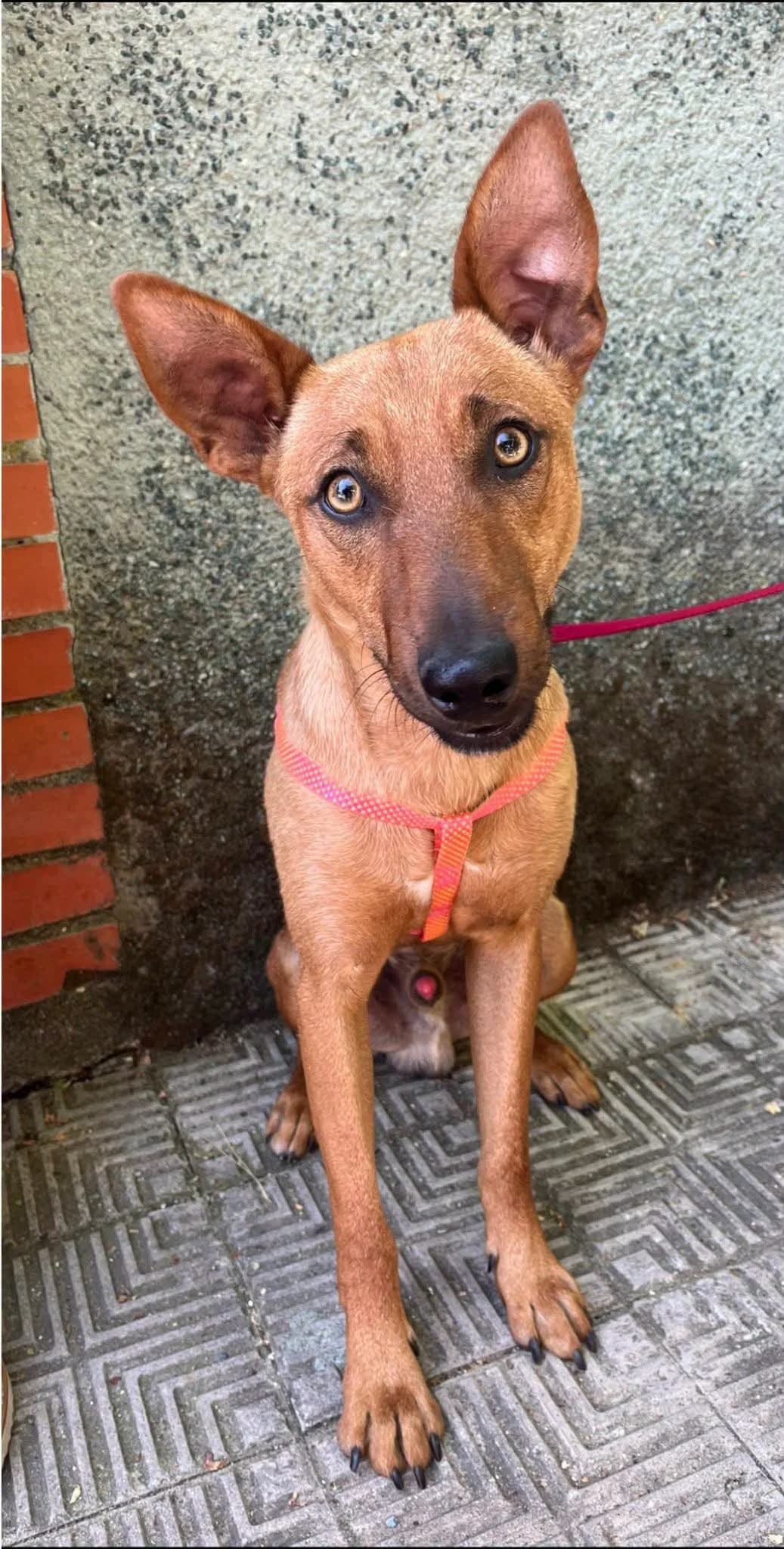 Timon, male Mixed Breed for adoption at Stichting Hobodogs