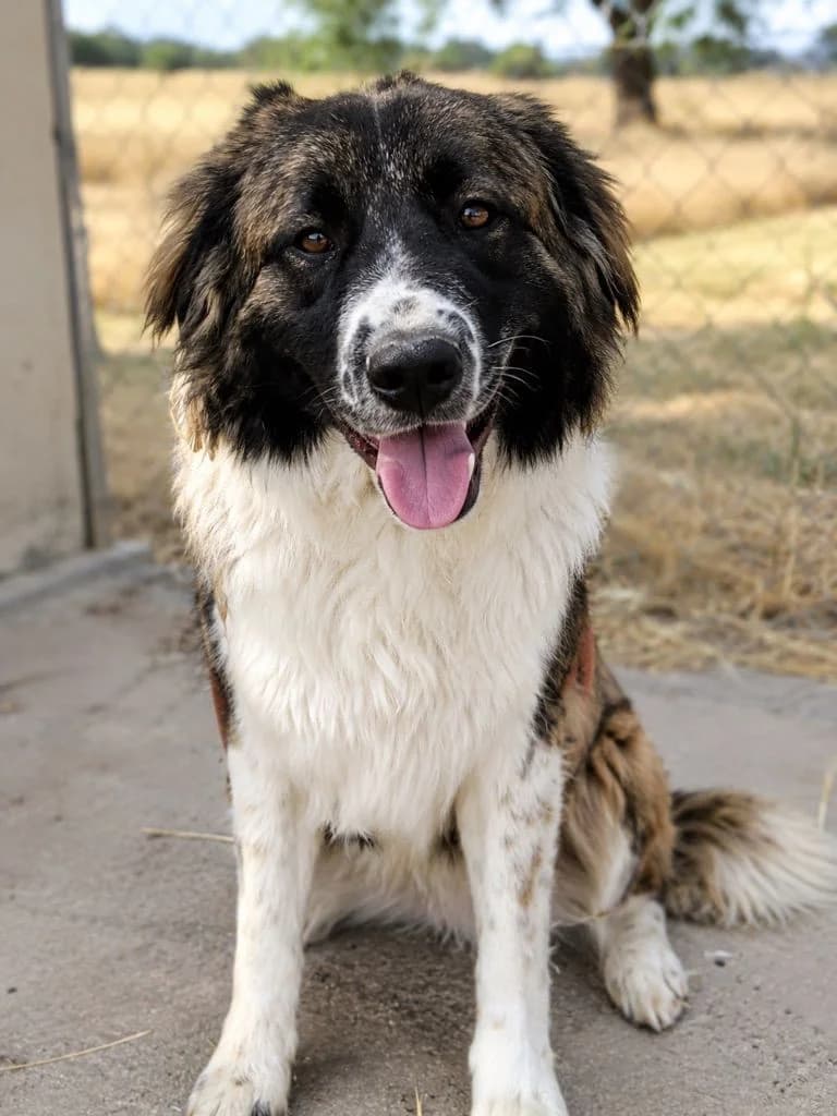 Brisa, female mixed breed for adoption at Stichting Hobodogs