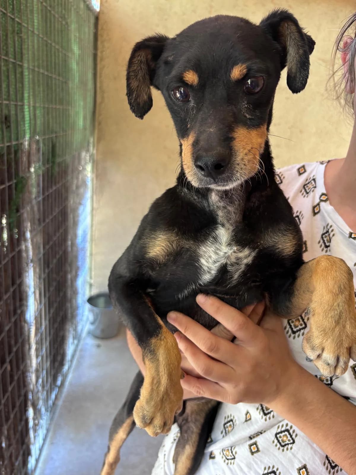 Parry, male mixed breed for adoption at Stichting Hobodogs