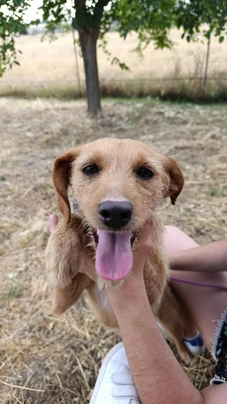 Tierra, Mixed Breed for adoption at Stichting Hobodogs