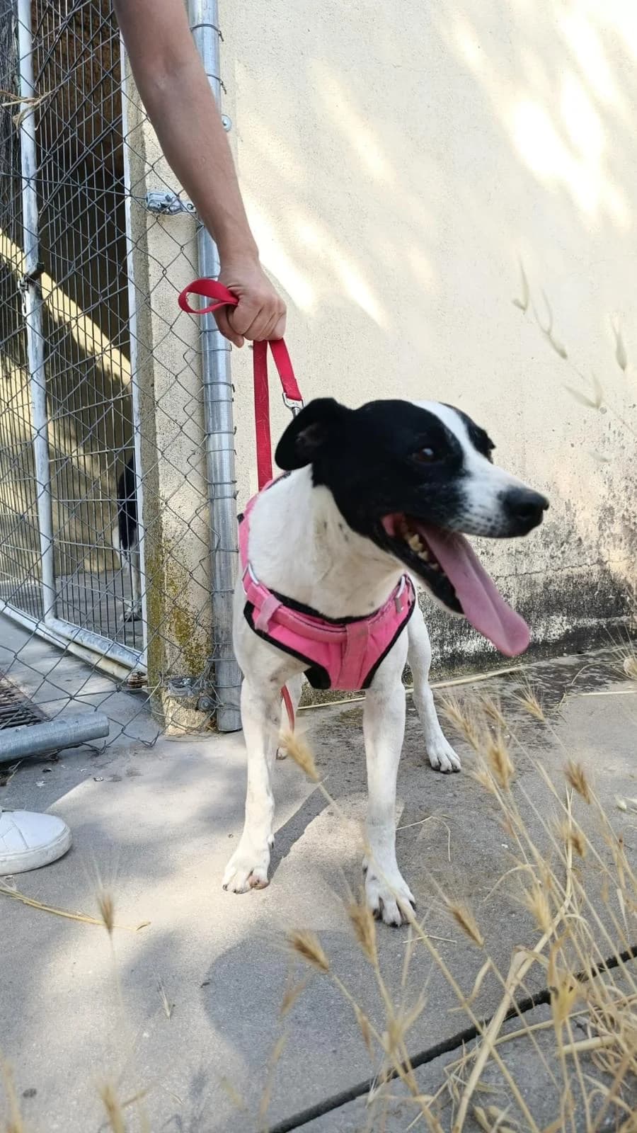 Truman, male mixed breed for adoption at Stichting Hobodogs