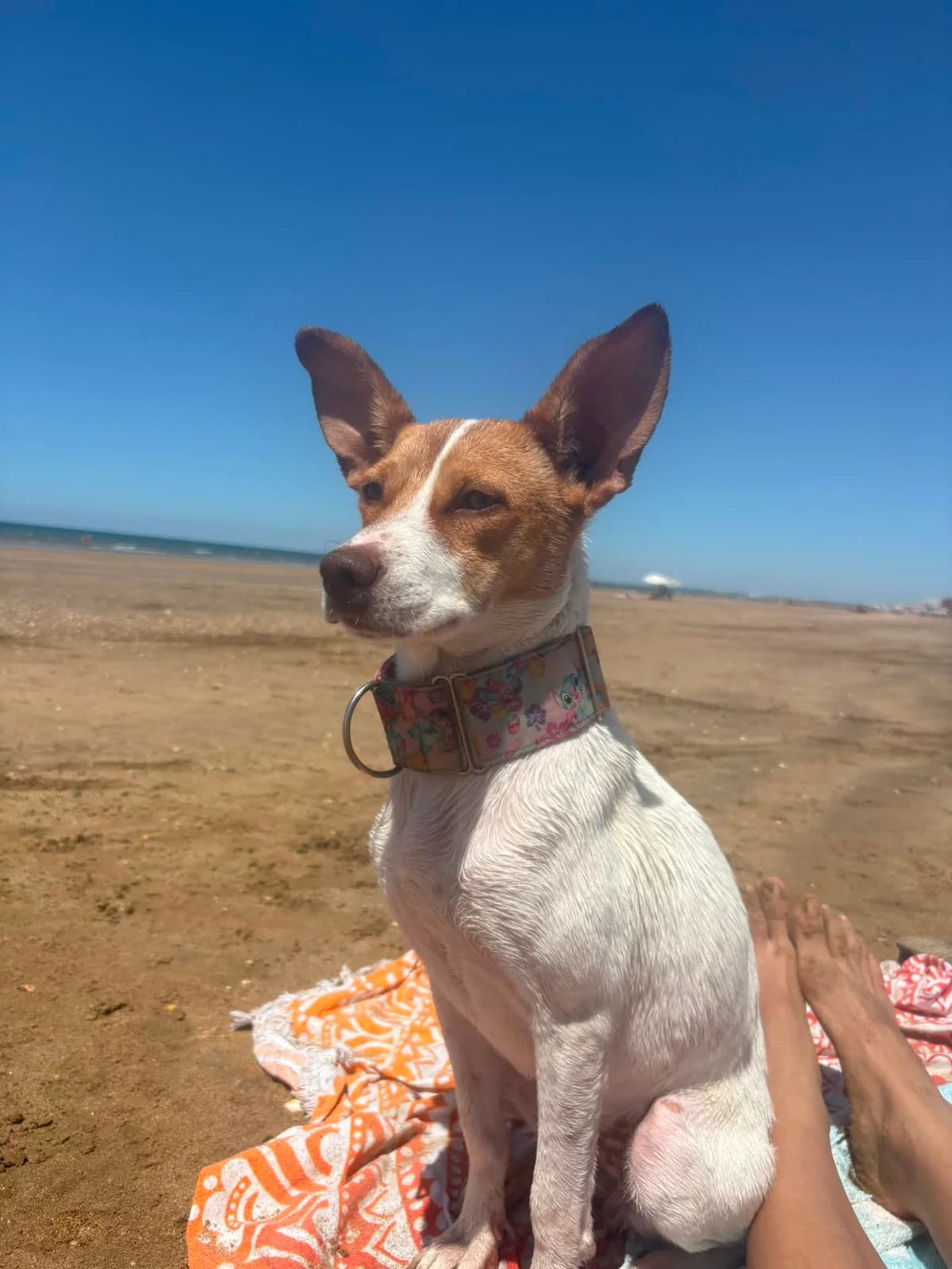 Evita, young Podenco for adoption at Stichting Hobodogs