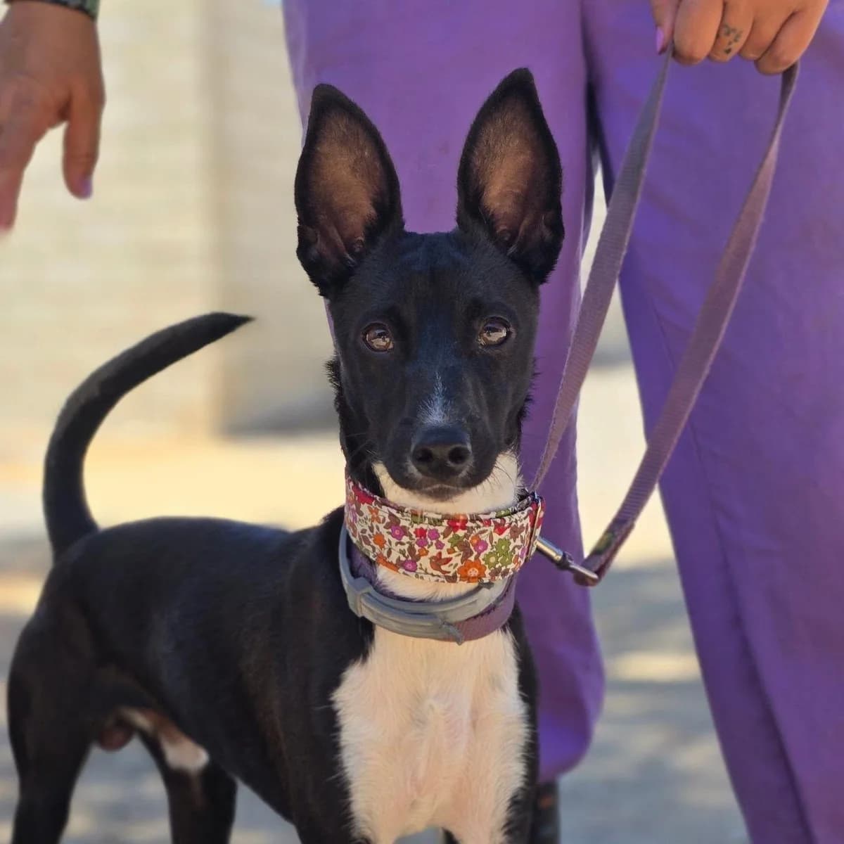 Loki, male Podenco for adoption at Stichting Hobodogs
