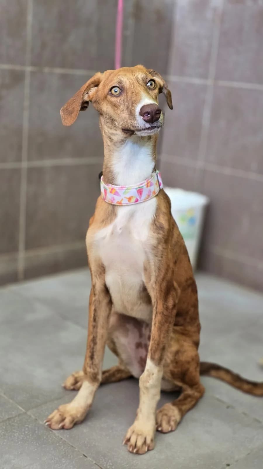 Luz, Galgo Español for adoption at Stichting Hobodogs