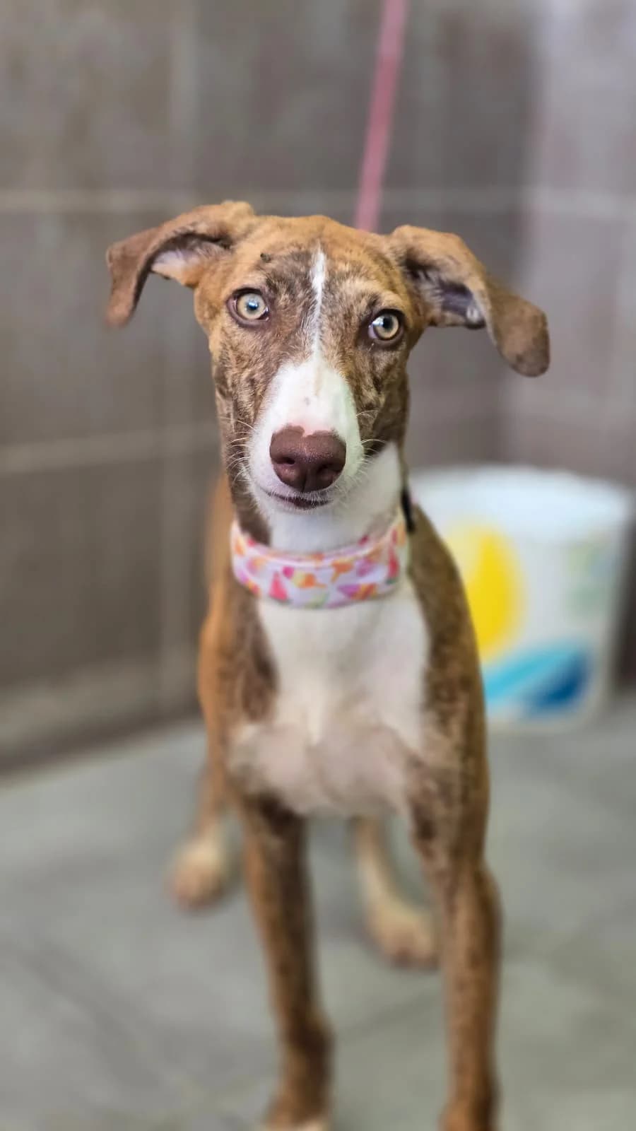 Mou, Galgo Español for adoption at Stichting Hobodogs