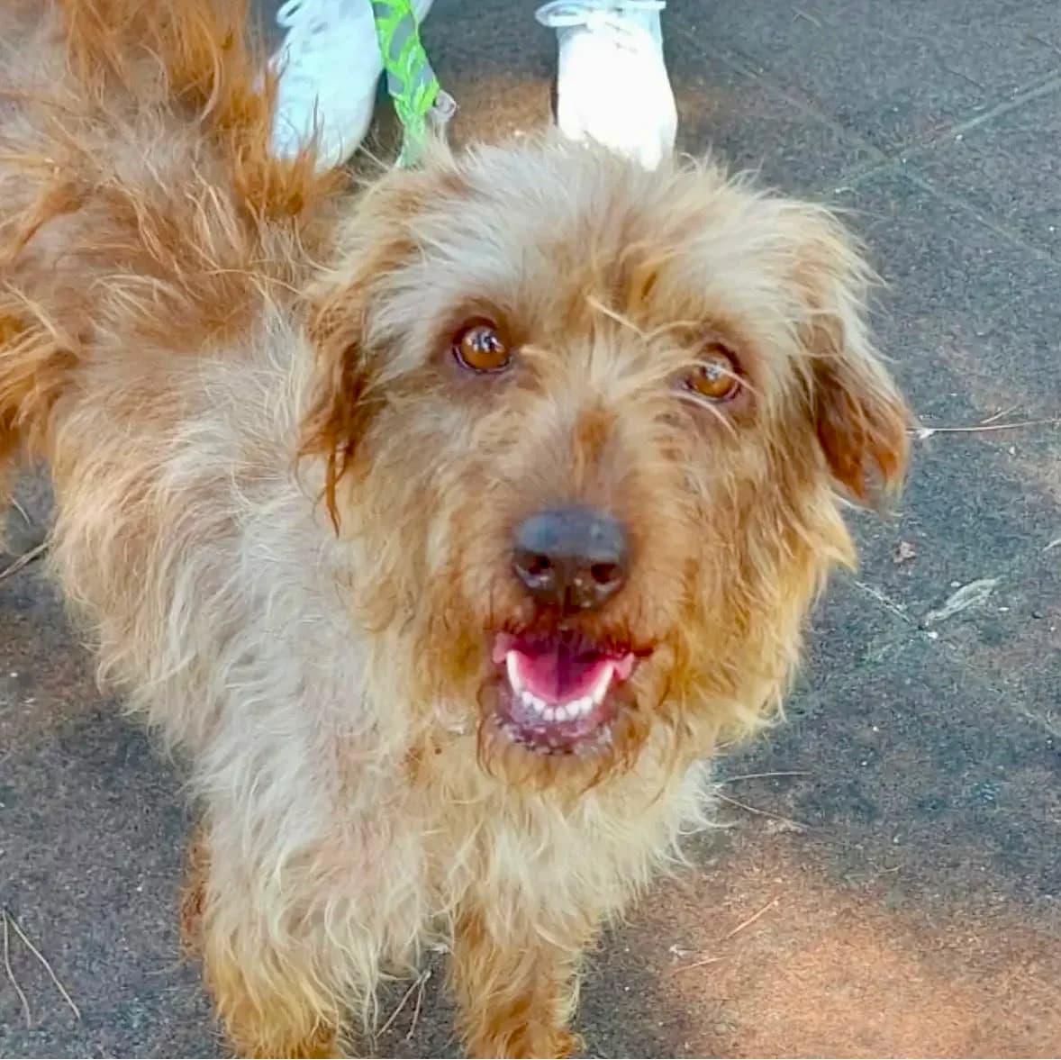 Sofie, mixed breed for adoption at Stichting Hobodogs