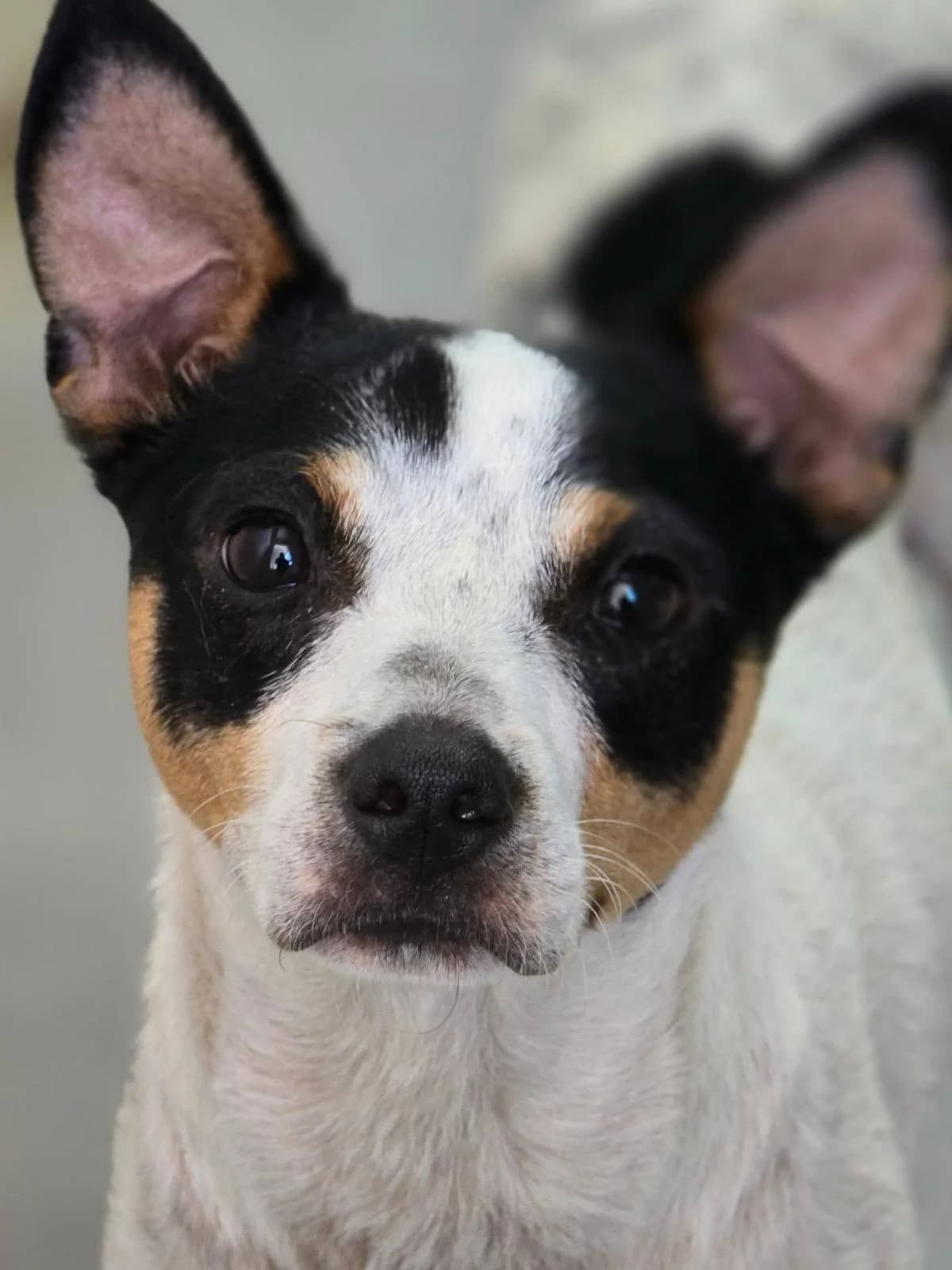 Up, male young mixed breed for adoption at Stichting Hobodogs