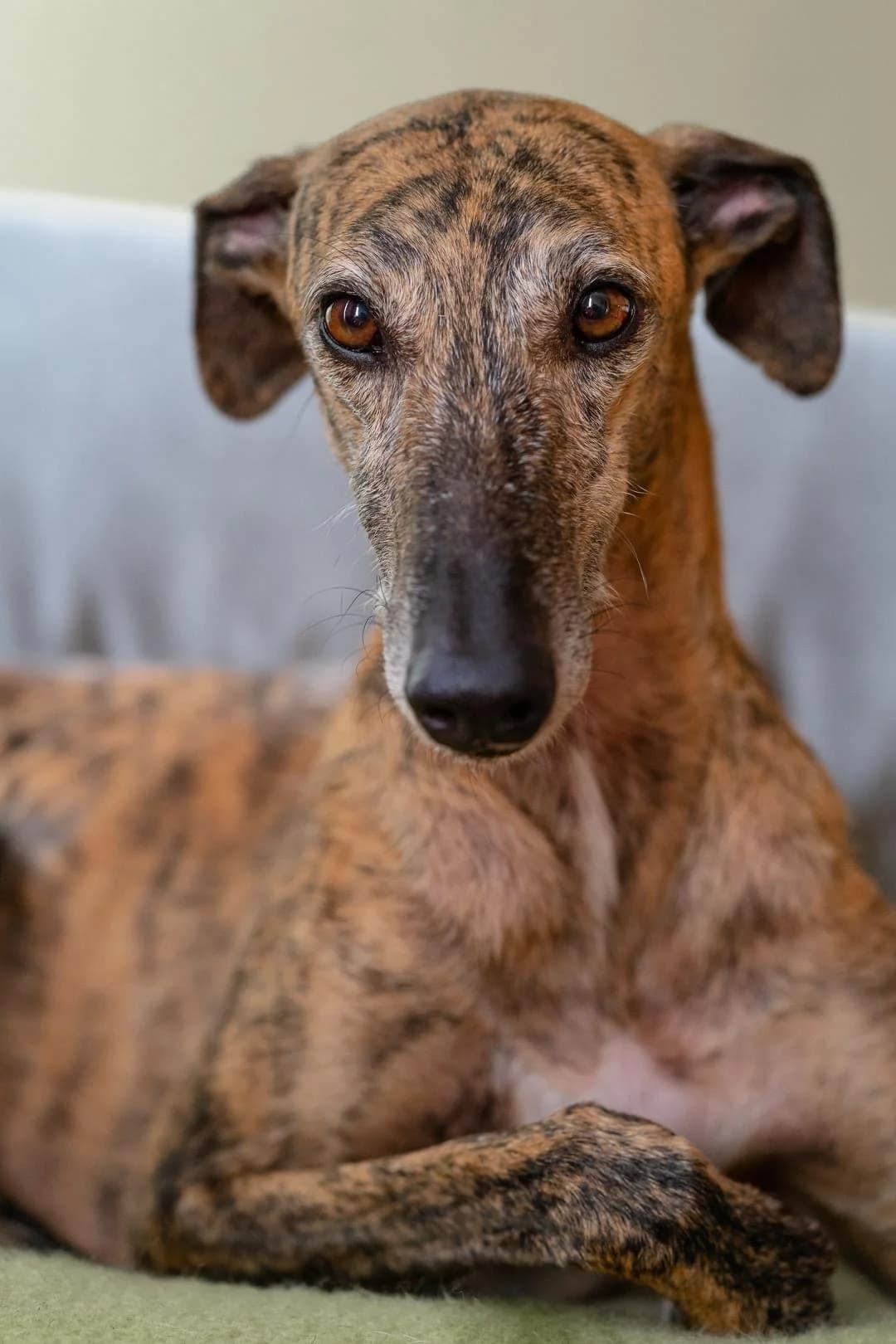 Polvoron, male Galgo Español for adoption at Stichting Hobodogs