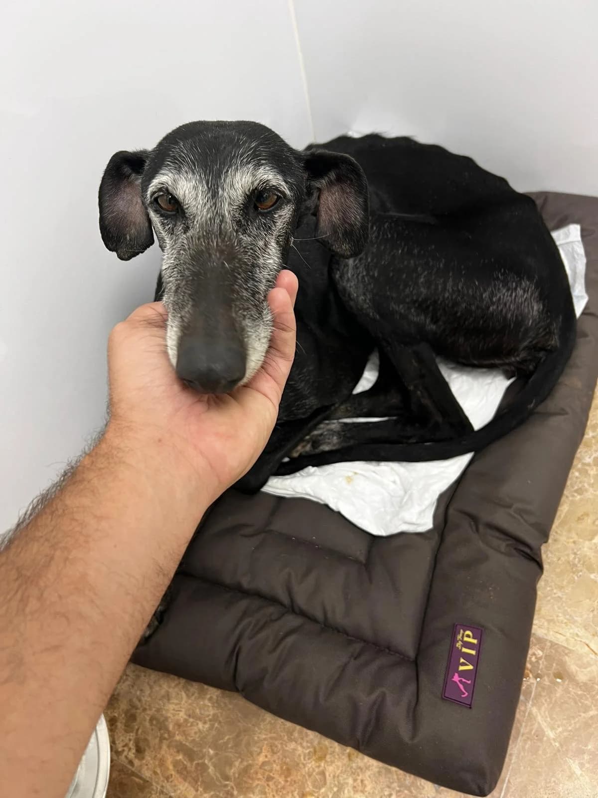 Eloise, Galgo Español for adoption at Stichting Hobodogs