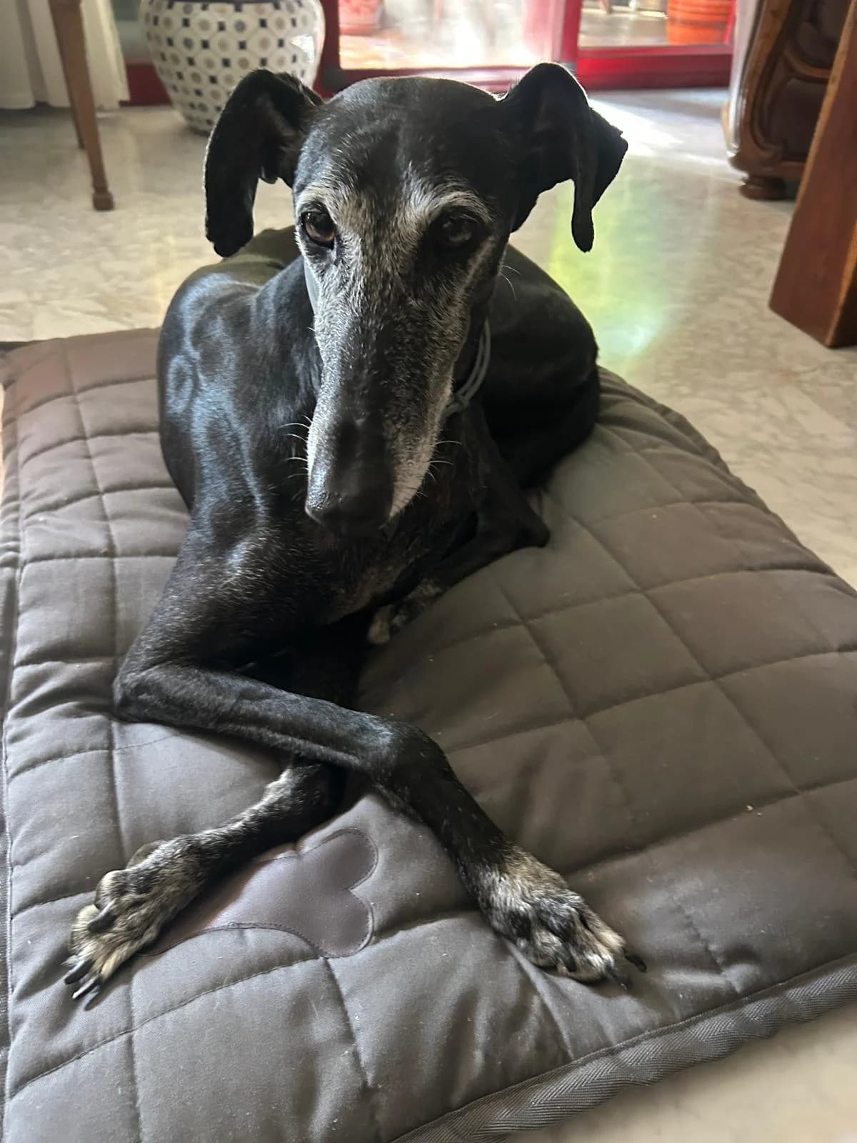 Eloise, Galgo Español for adoption at Stichting Hobodogs