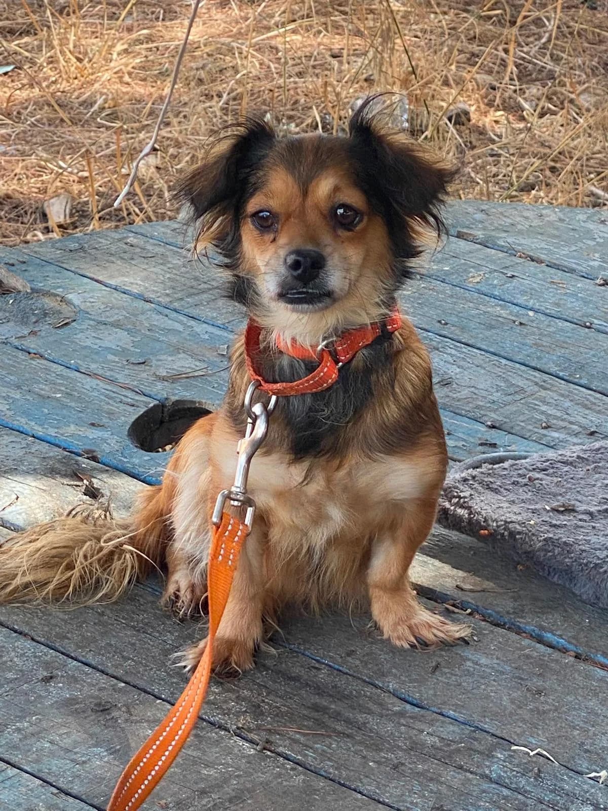 Salma, Mixed Breed for adoption at Stichting Hobodogs