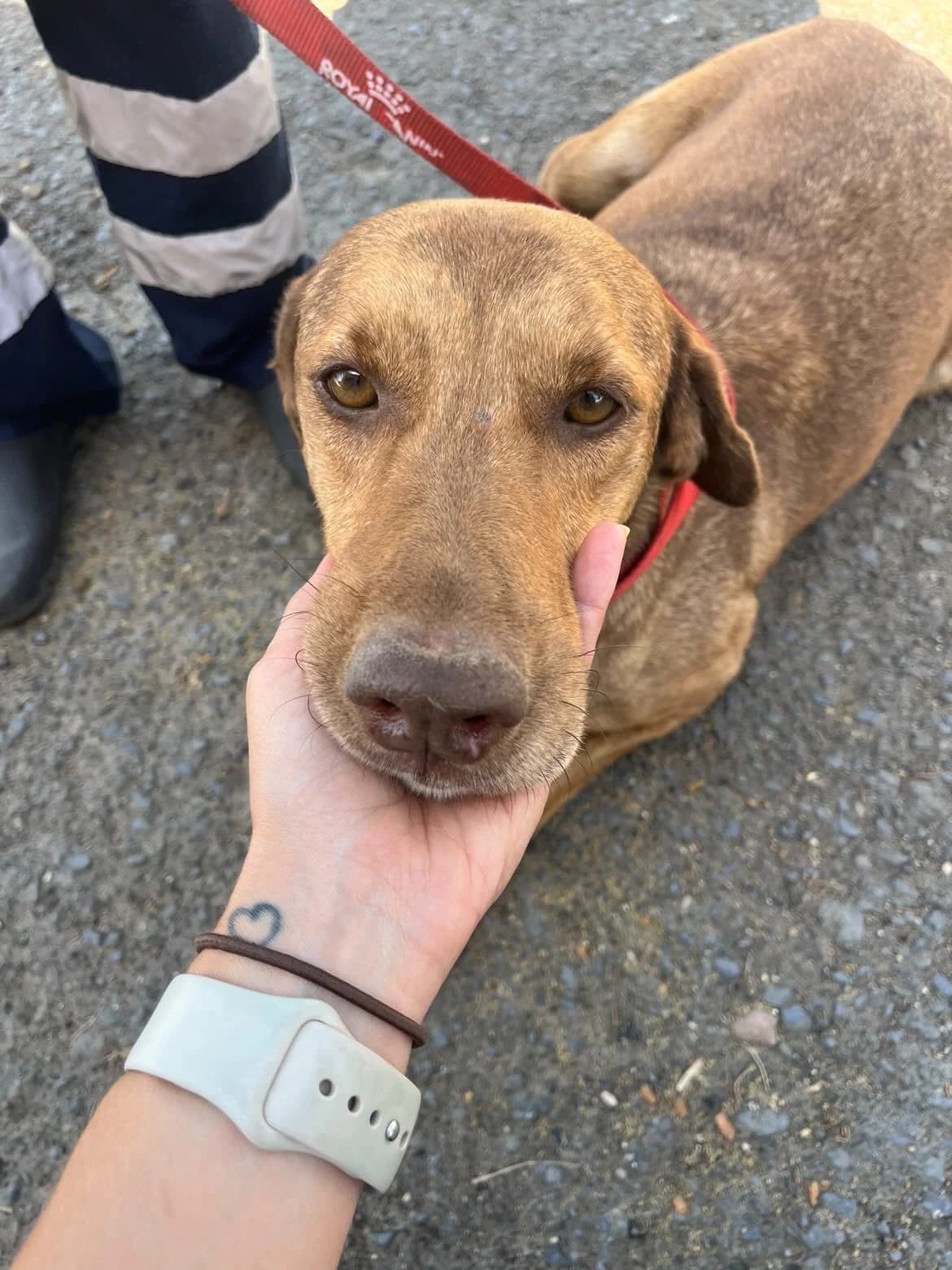Pedrito, male 5yo Labrador Retriever for adoption at Stichting Hobodogs