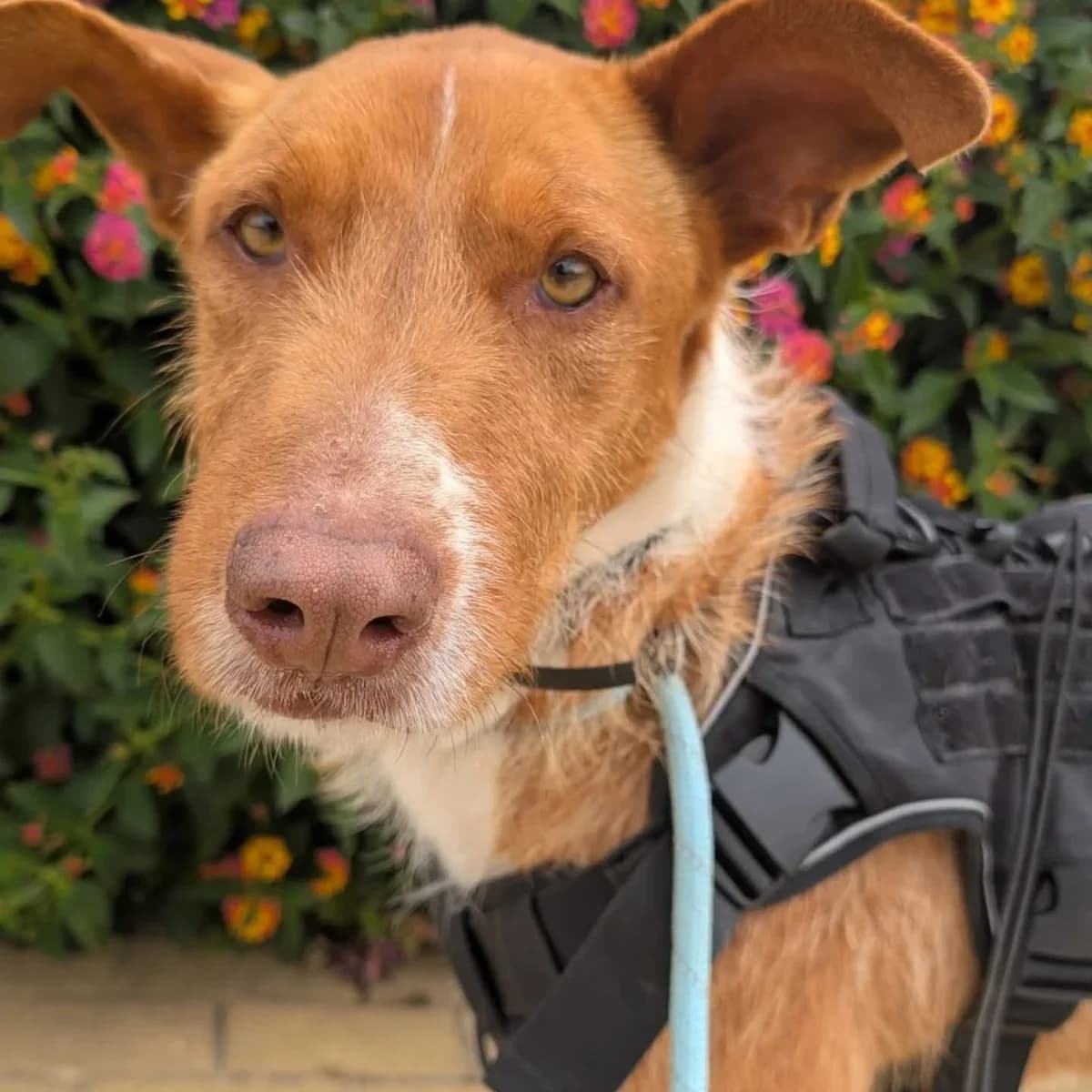 Davos, male 5yo Podenco for adoption at Stichting Hobodogs