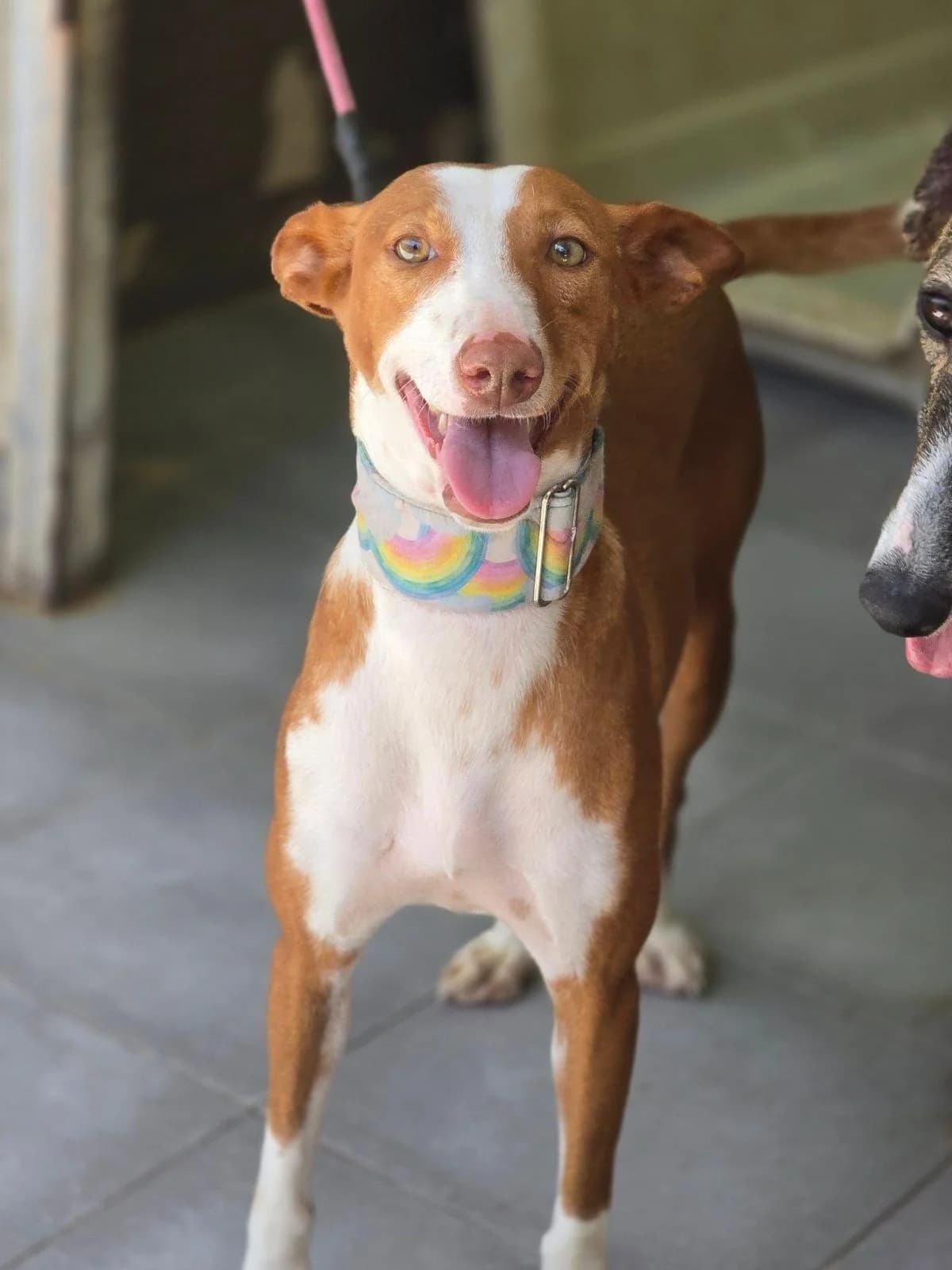 Eko, Podenco for adoption at Stichting Hobodogs