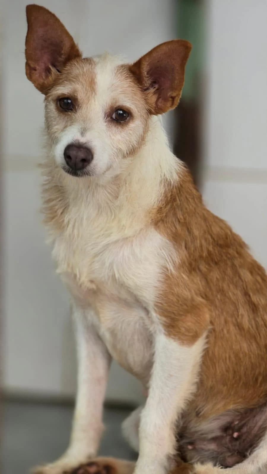 Maggie, senior Podenco for adoption at Stichting Hobodogs