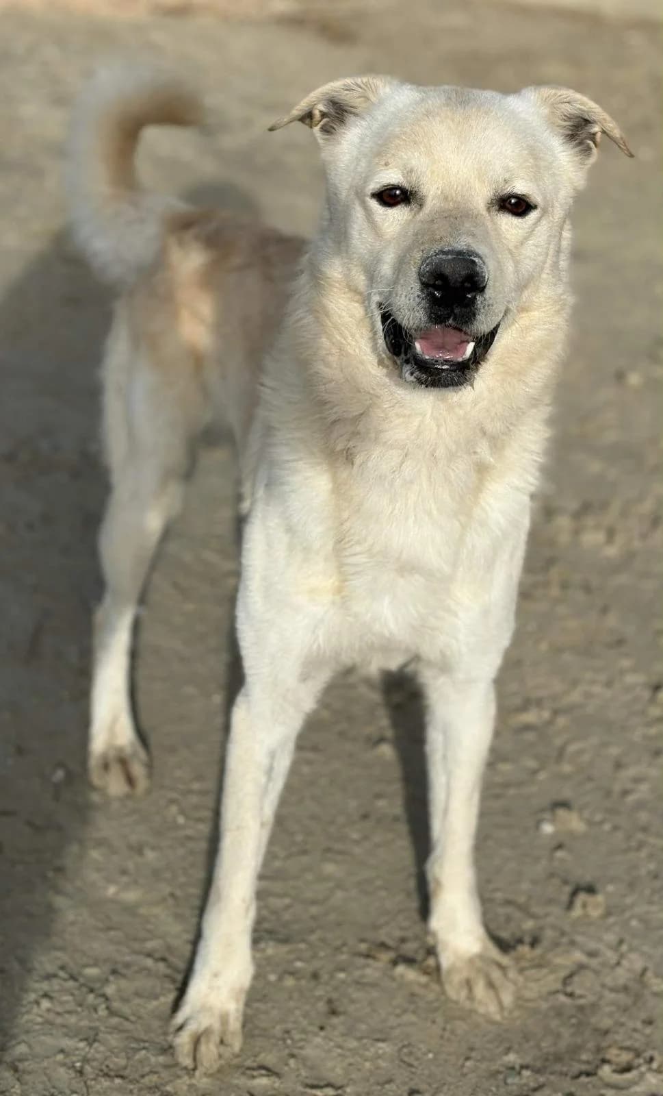 Odin, male Mixed Breed for adoption at Stichting Hobodogs