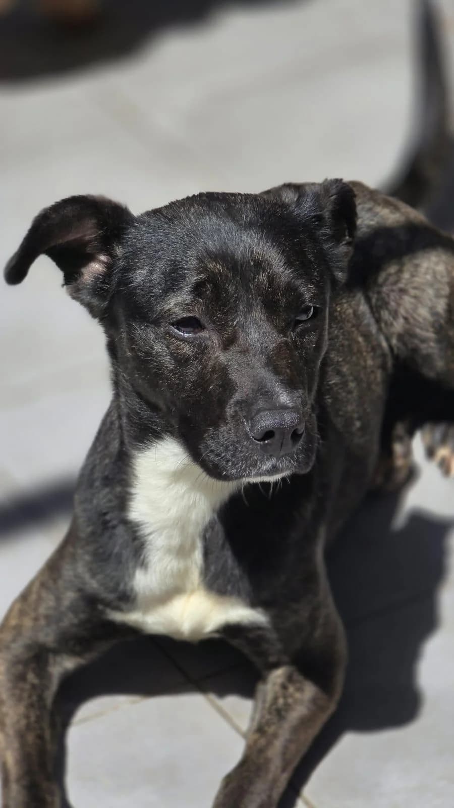 Koni, young Mixed Breed for adoption at Stichting Hobodogs