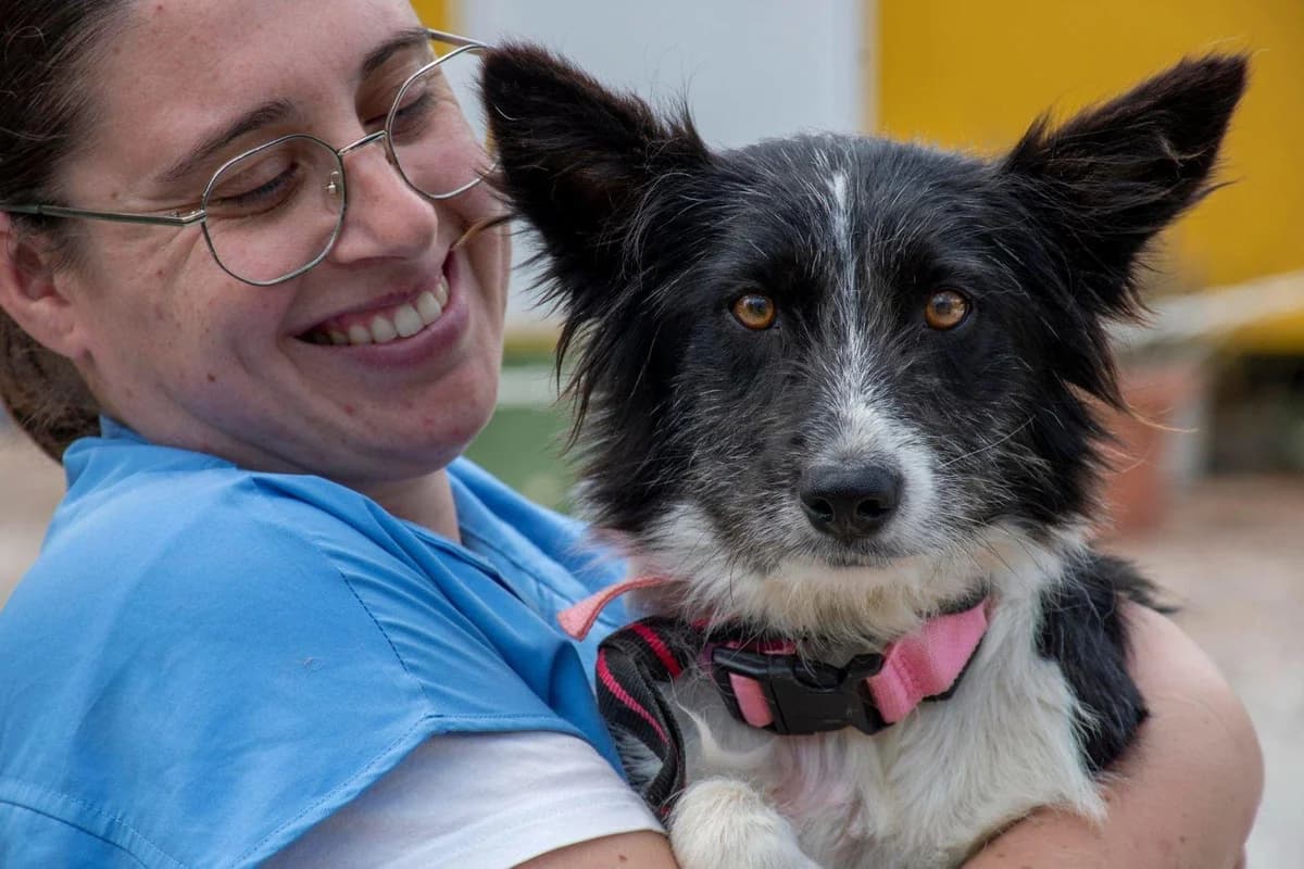 Temu, Border Collie for adoption at Stichting Hobodogs