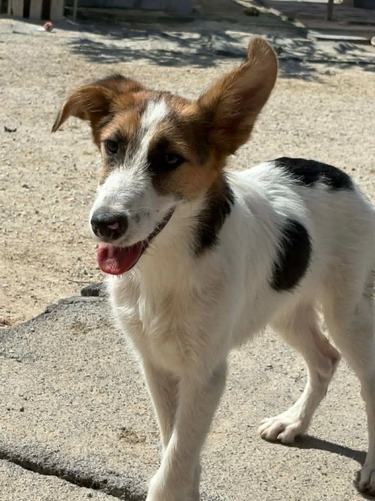 Jorge, male Mixed Breed for adoption at Stichting Hobodogs