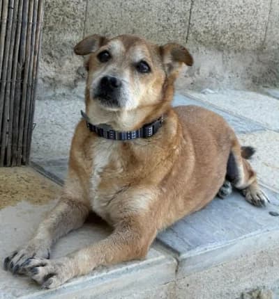 Strom, male senior Mixed Breed for adoption at Stichting Hobodogs