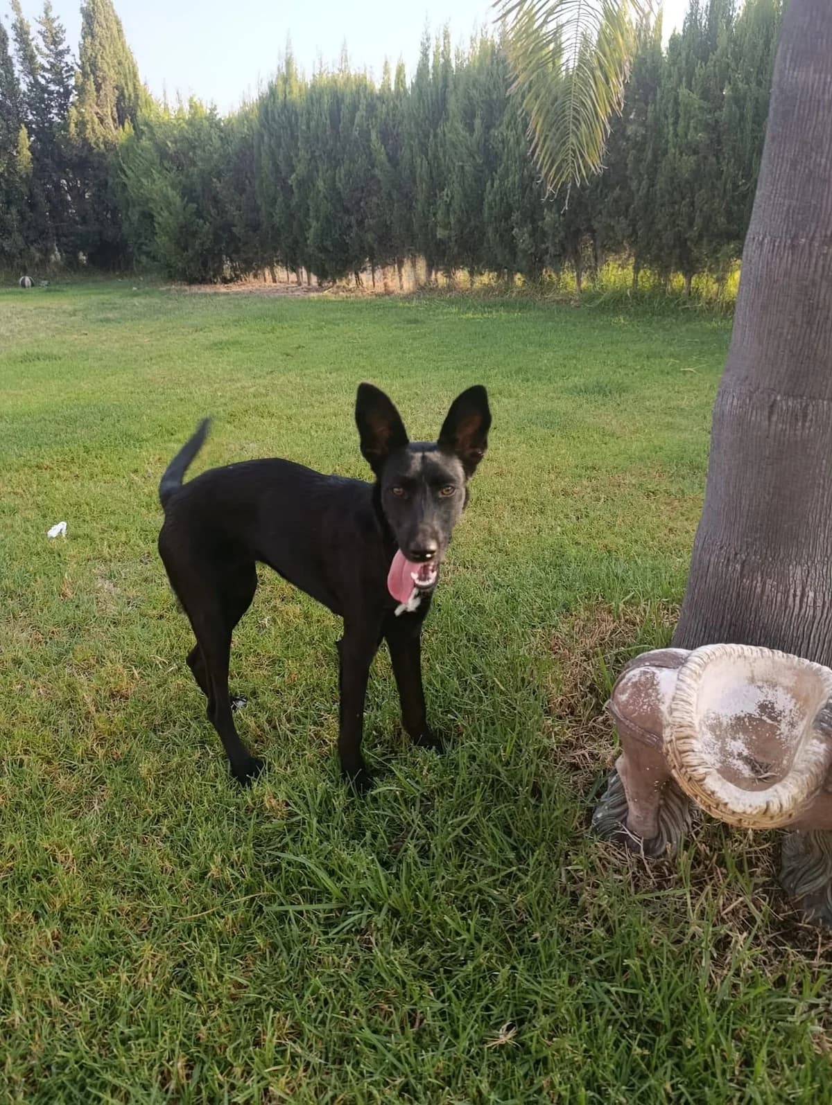 Lenda, Mixed Breed for adoption at Stichting Hobodogs