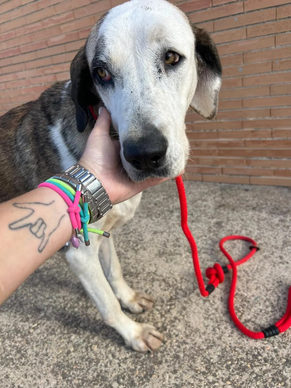 Nora, 5yo mixed breed for adoption at Stichting Hobodogs