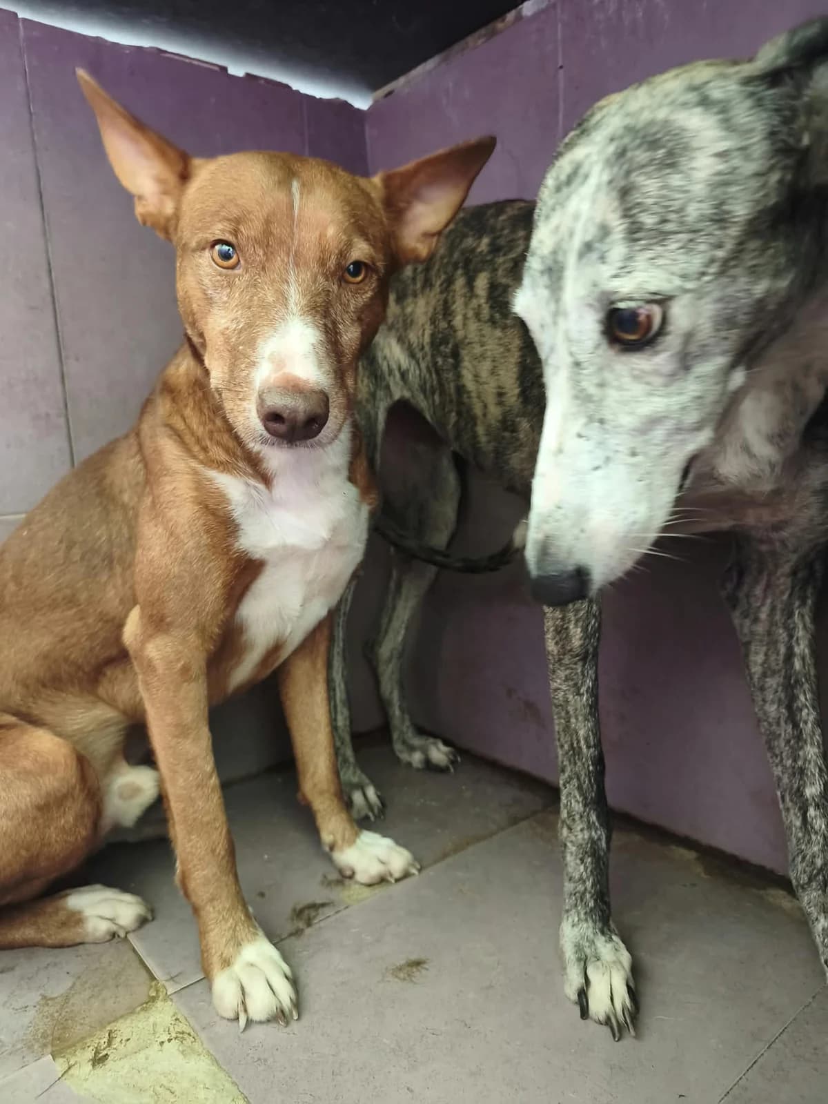 Christine en Felix, Galgo Español for adoption at Stichting Hobodogs