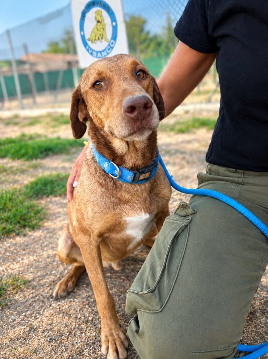 Pedrito, male Labrador Retriever for adoption at Stichting Hobodogs