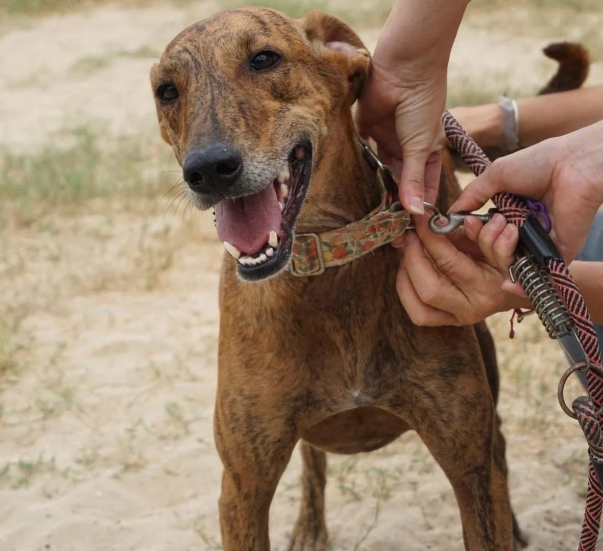 Mowli, male 4yo Mixed Breed for adoption at Stichting Hobodogs