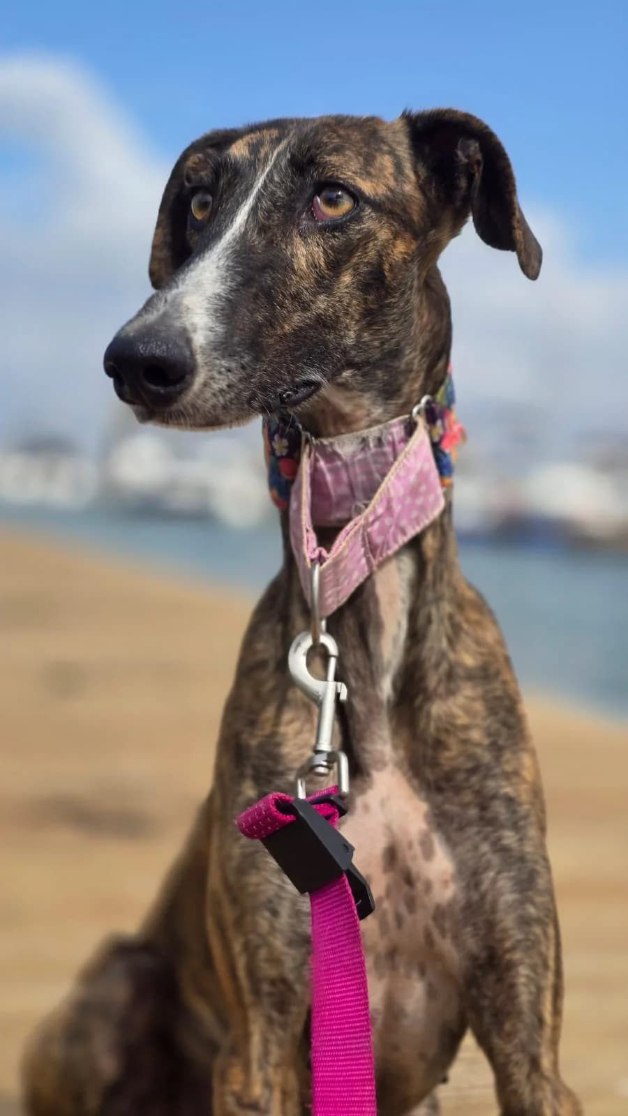 Ragazza, Galgo Español for adoption at Stichting Hobodogs