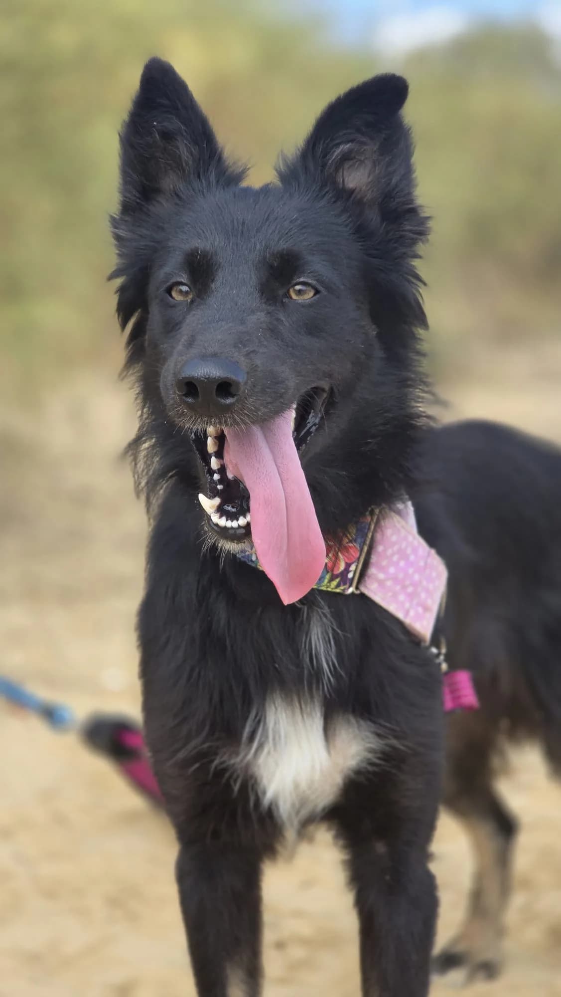 Adham, male Mixed Breed for adoption at Stichting Hobodogs