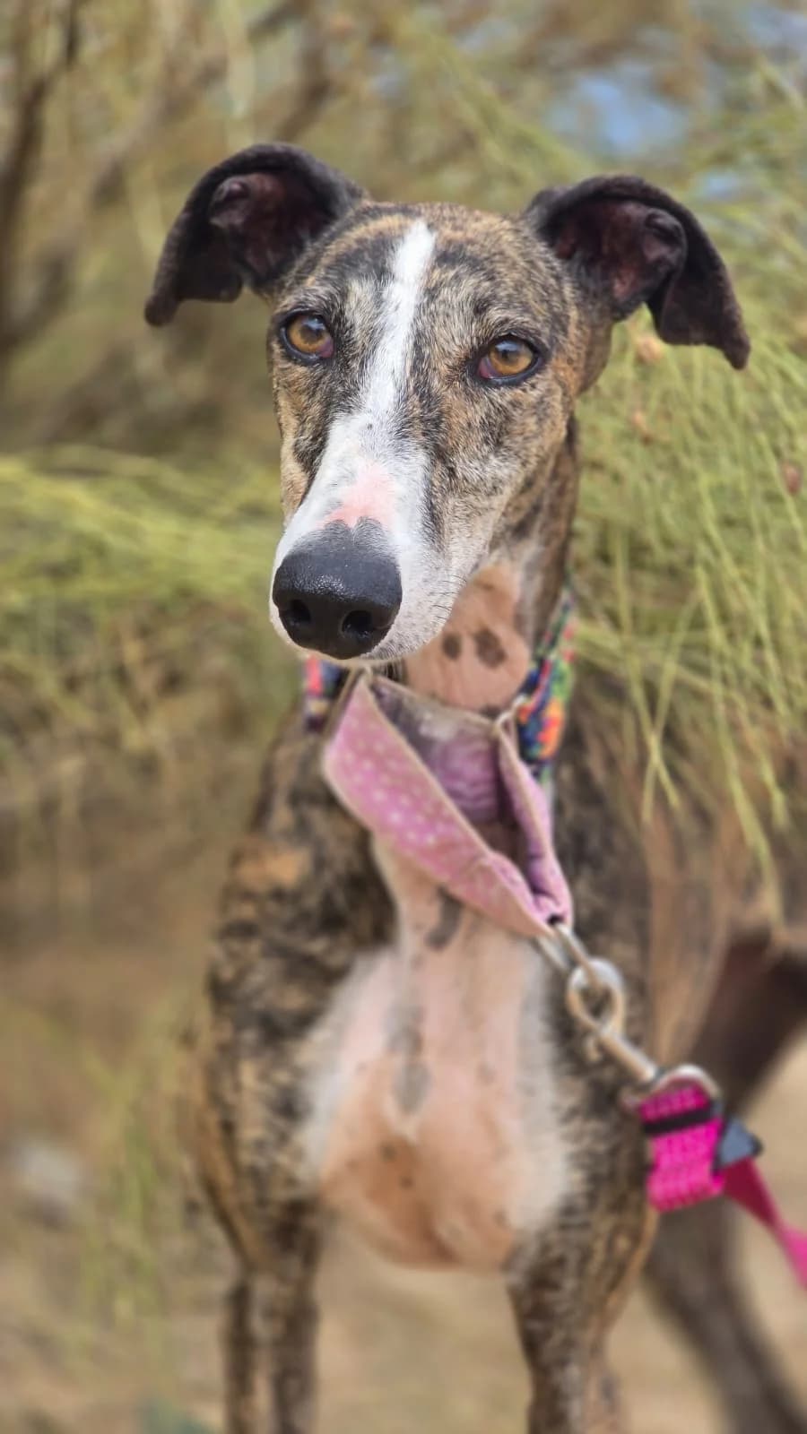 Regata, Galgo Español for adoption at Stichting Hobodogs