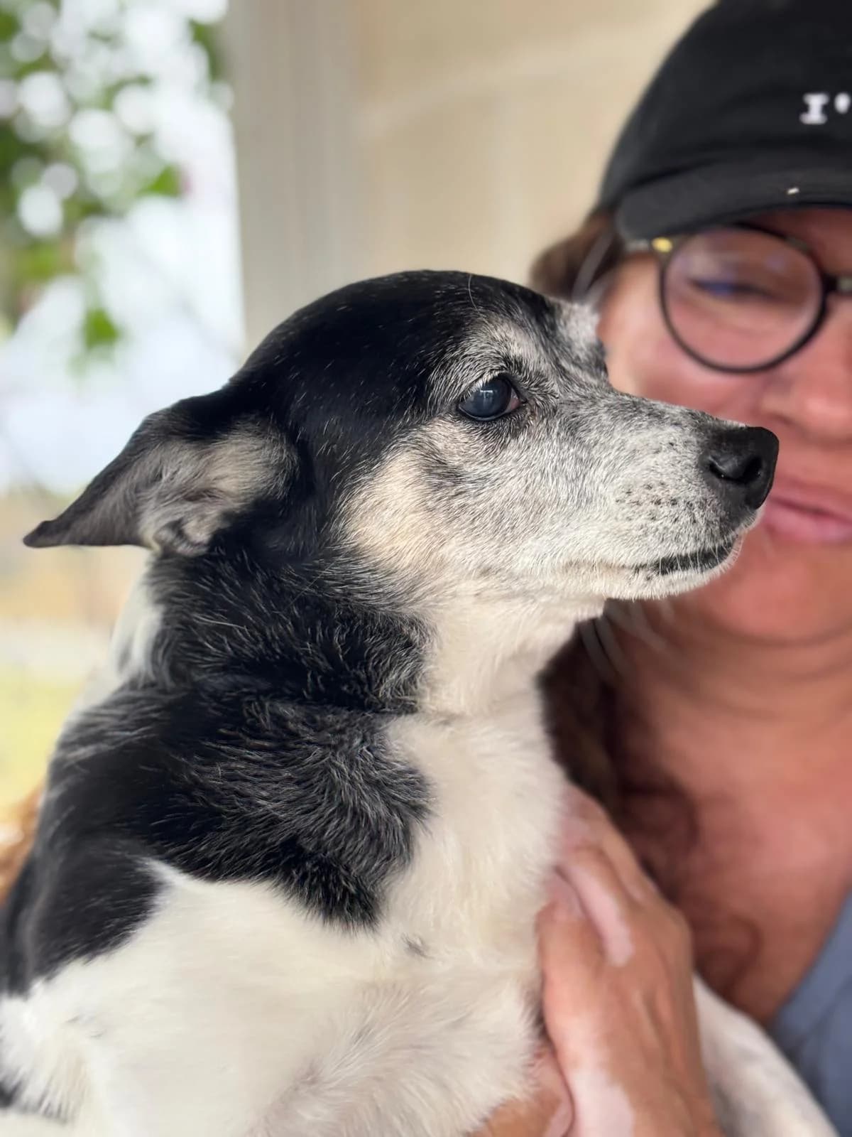 Grapa, male senior Mixed Breed for adoption at Stichting Hobodogs