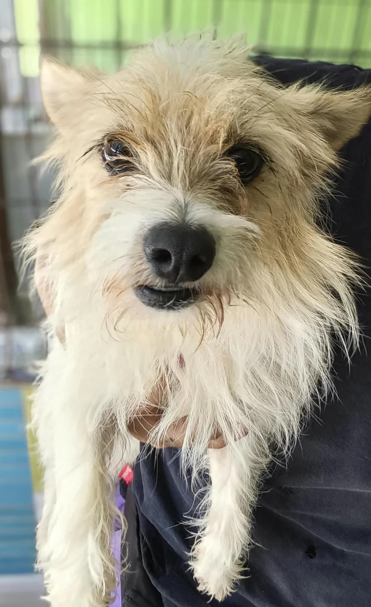 Shaki, mixed breed for adoption at Stichting Hobodogs