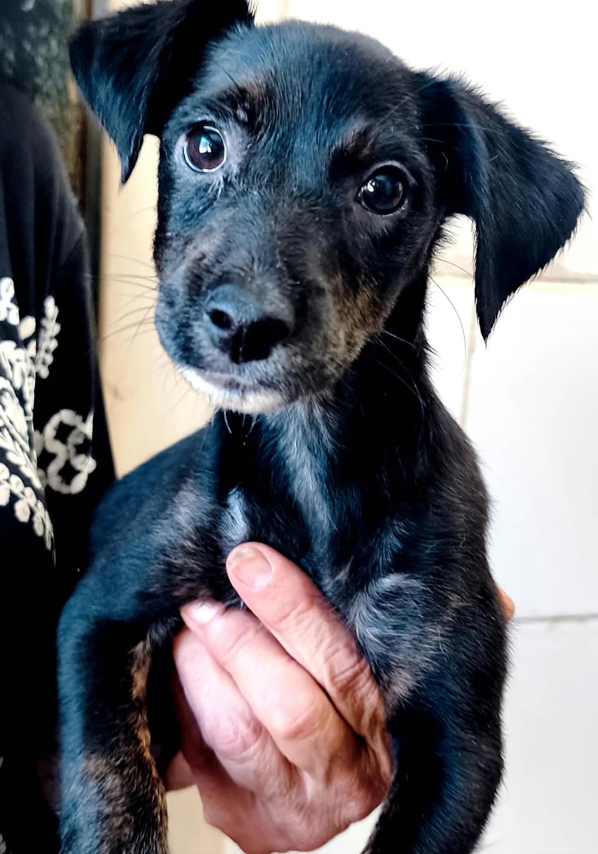 Shiri, zwart mixed breed for adoption at Stichting Hobodogs